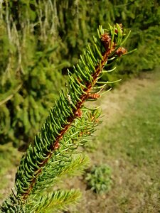 Nature needle branch