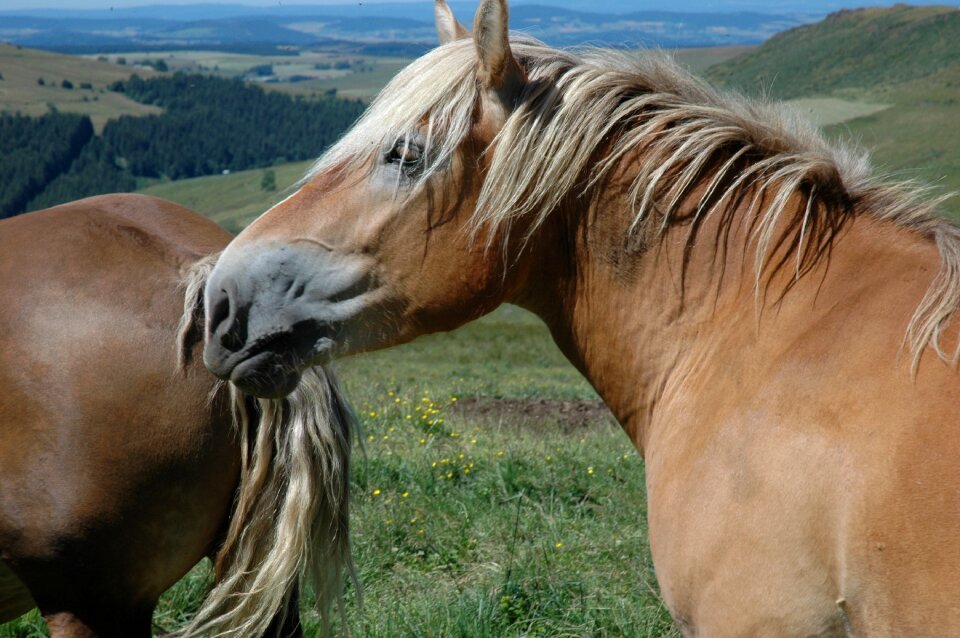 Horse mountain mare