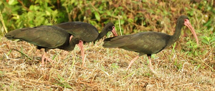 Ibis black colombia