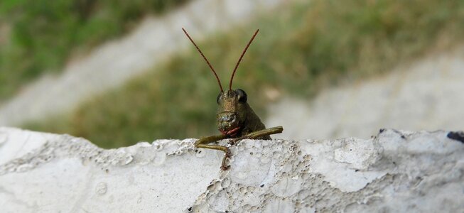 Nature cricket colombia