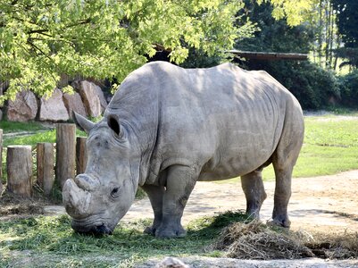 Animal world hard zoo photo