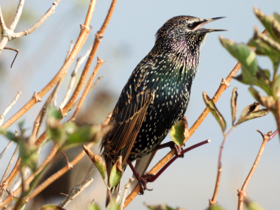 Starling songbird migratory bird