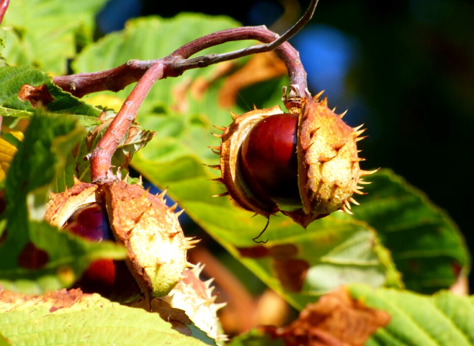 Horse chestnut fruit leaves
