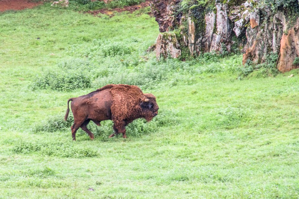 Green animals wild