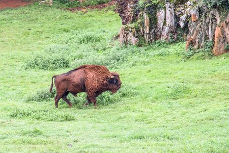 Green animals wild