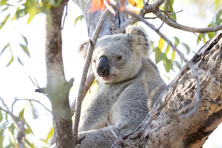 Marsupial wildlife mammal photo