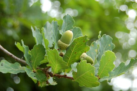 Oak acorn nature