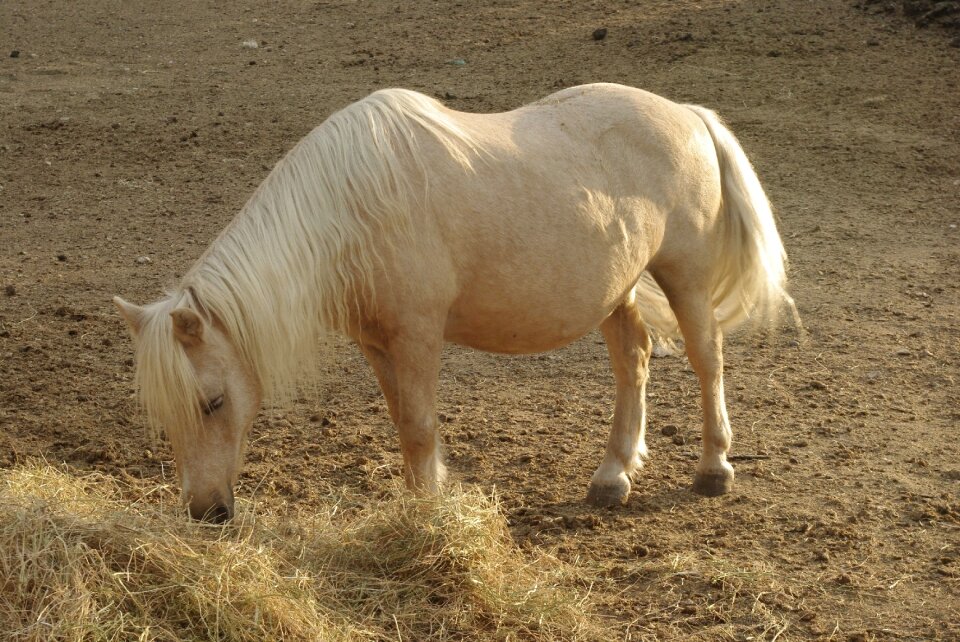 Horse pony-shetland eat