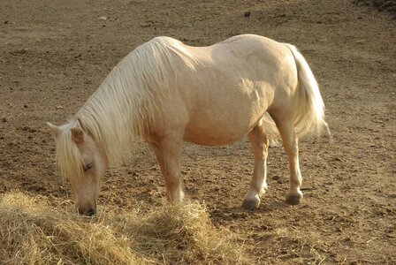 Horse pony-shetland eat photo