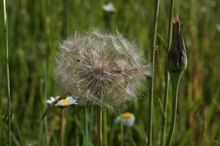 Summer grass plant