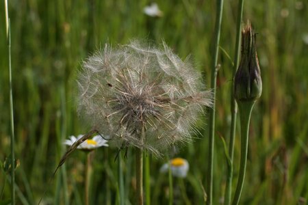 Summer grass plant photo