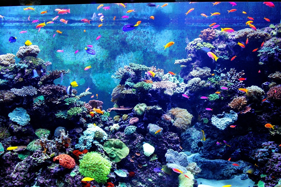 Tiny fish colorful fish aquarium