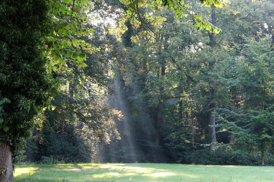 Forest sunbeam sun