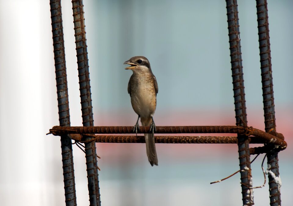 Hunter brown shrike
