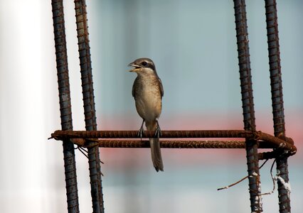 Hunter brown shrike