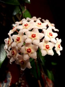 Macro star plant