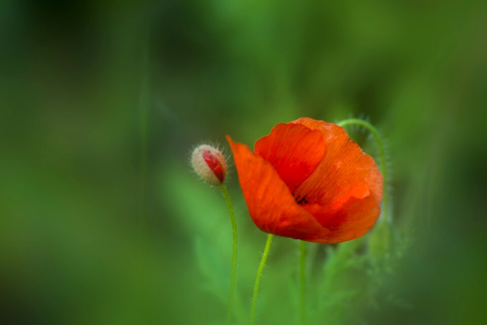 Plants flower spring