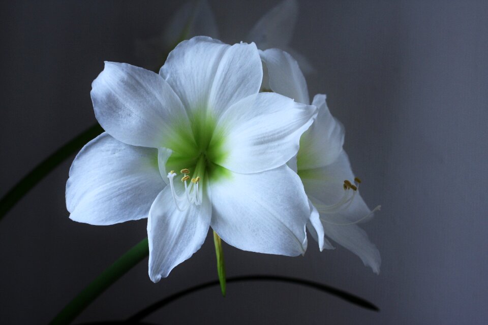 Blossom bloom plant