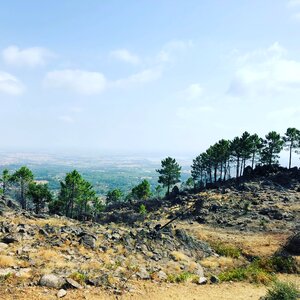 Portugal landscape trees