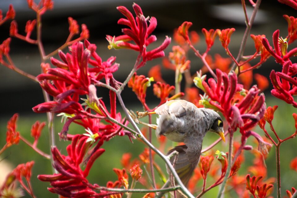 Mosaic bird flower