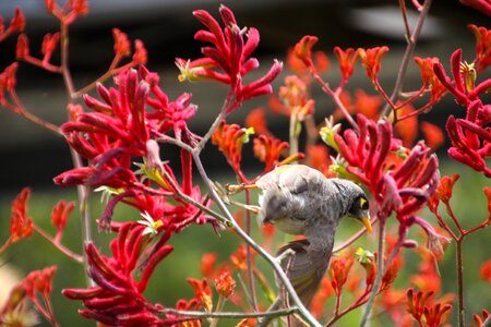 Mosaic bird flower