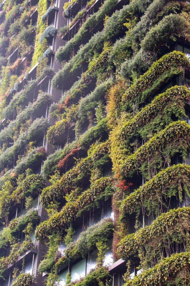 Plants garden green