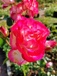 Pink plant garden