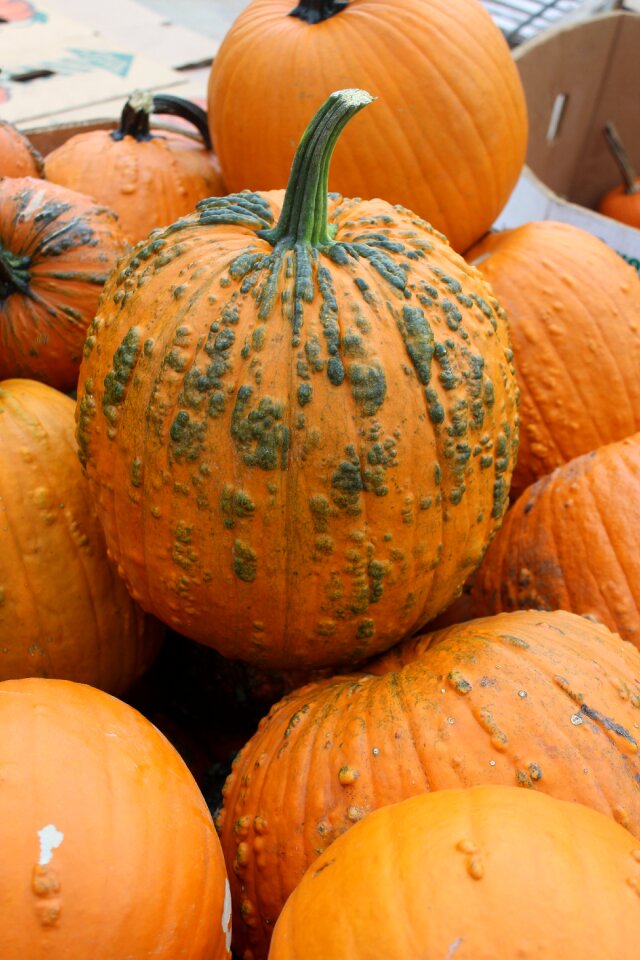 Missouri orange farm