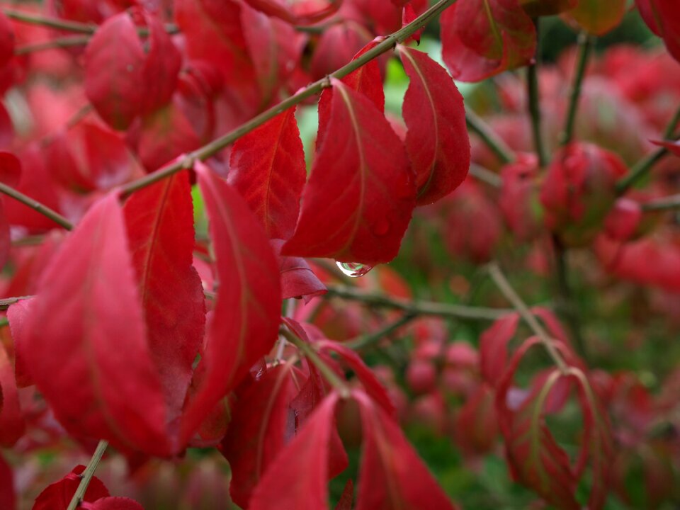 Red leaves shrub benved
