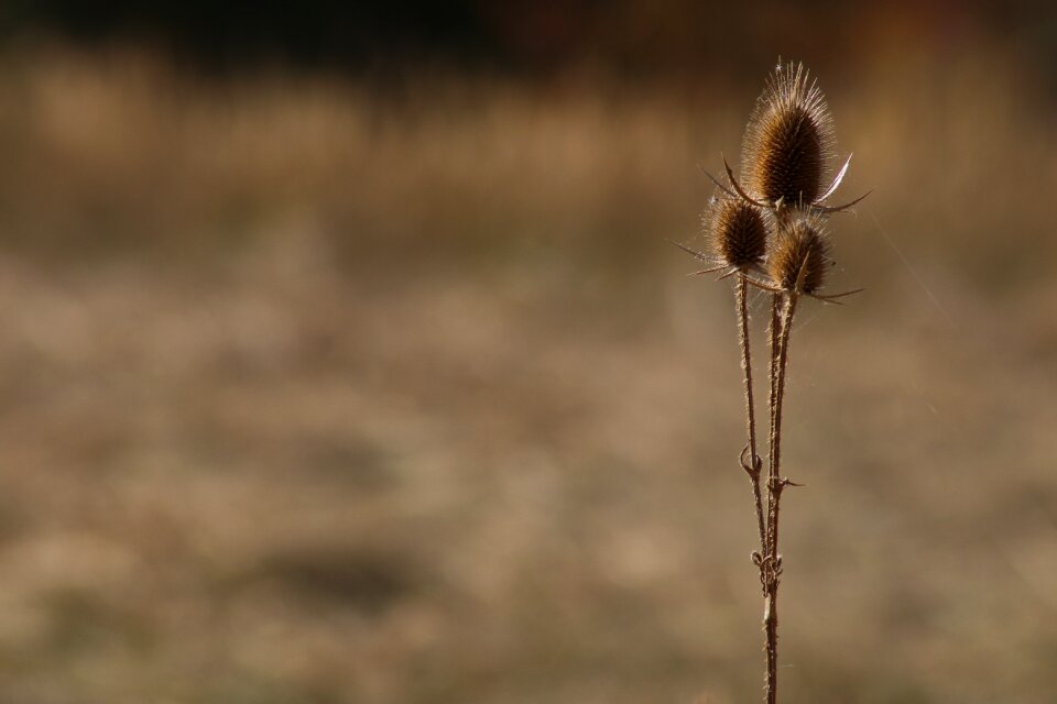 Meadow autumn dry