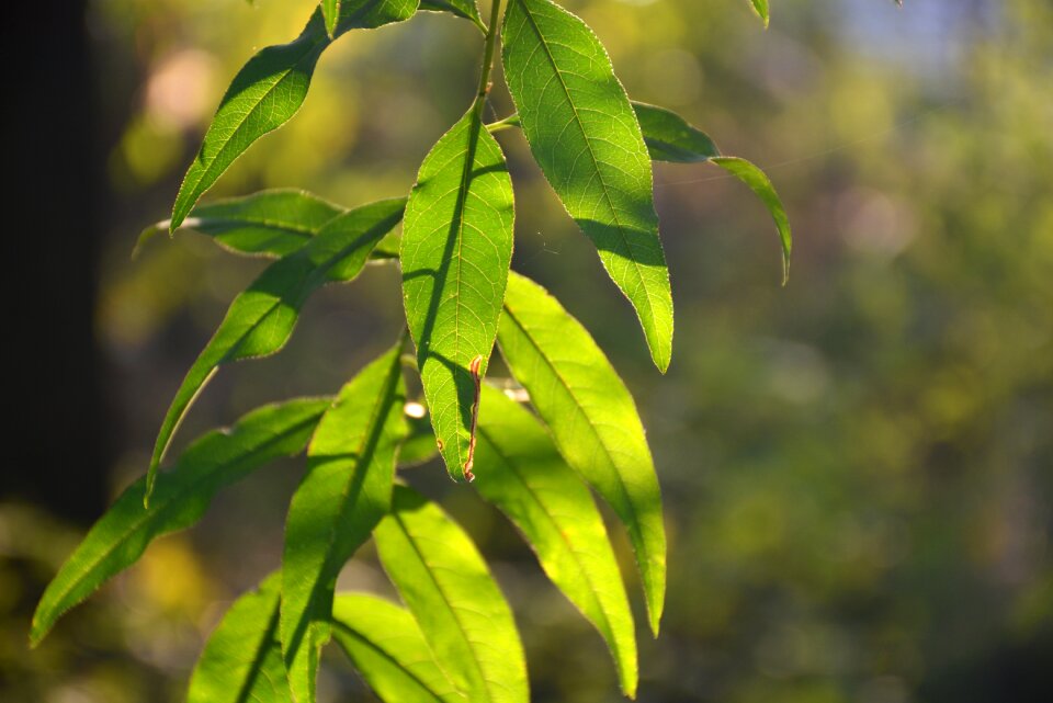 Leaf light and shadow early in the morning