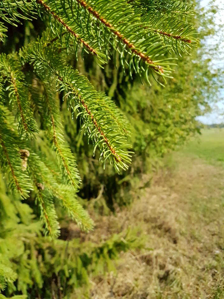 Nature needle branch