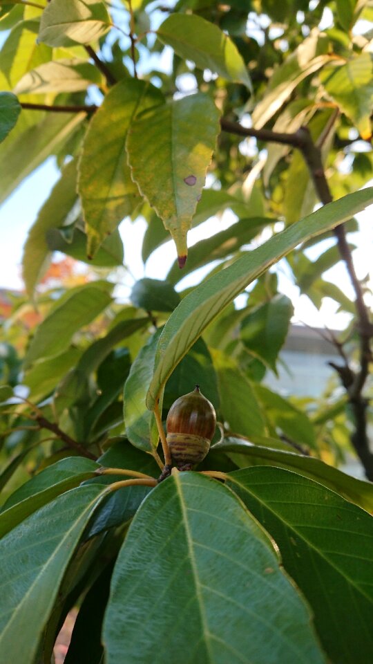 Wood acorn natural