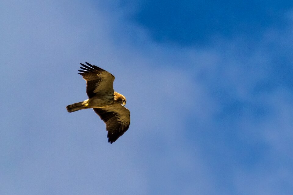 Birding bird of prey 10-07-18