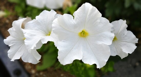 White flowers elegance beautiful