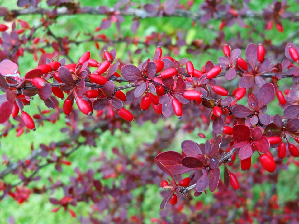 Garden nature jagoda