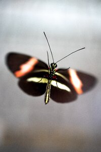 Animal wing macro