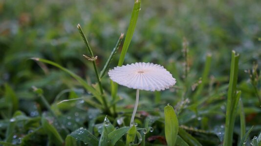 Raindrop fungus mushrooms photo