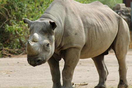 Rhino zoo panzer photo