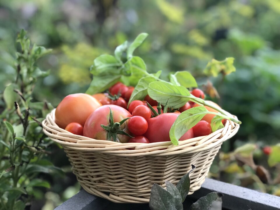 Basket of tomatoes garden vegetables
