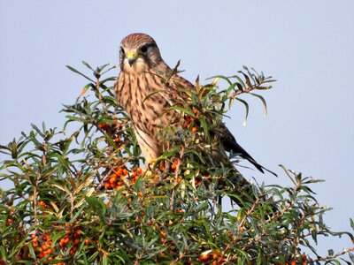 Kestrel bird of prey falconry