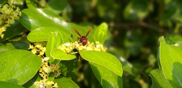 Nature bees