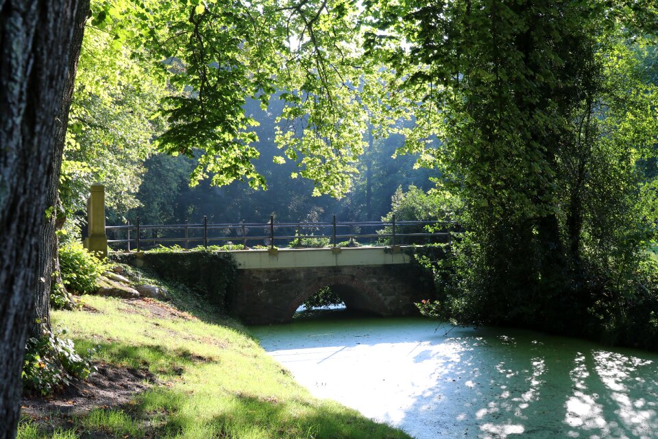Forest sunbeam bridge