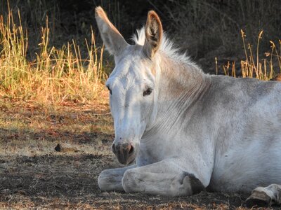 Equine mammal pasture photo