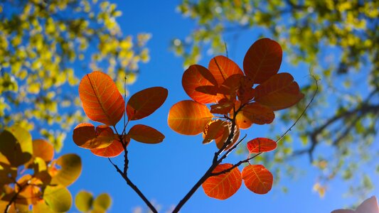 Color in the fall of tree