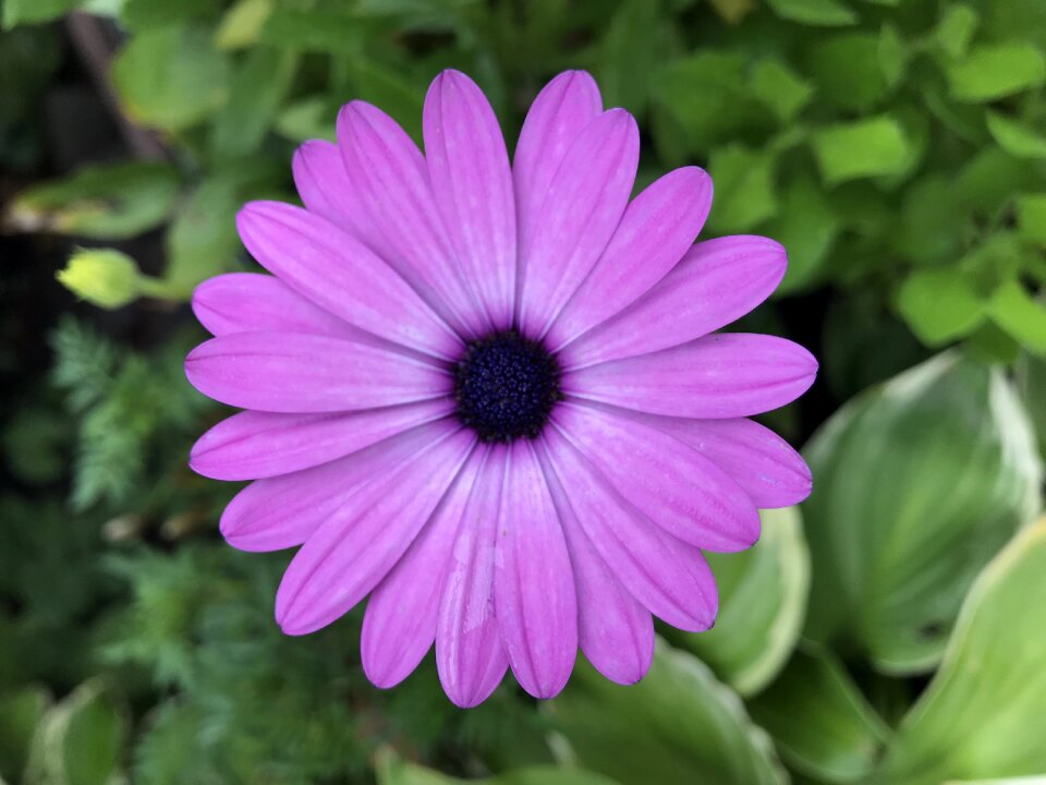 Summer flora love