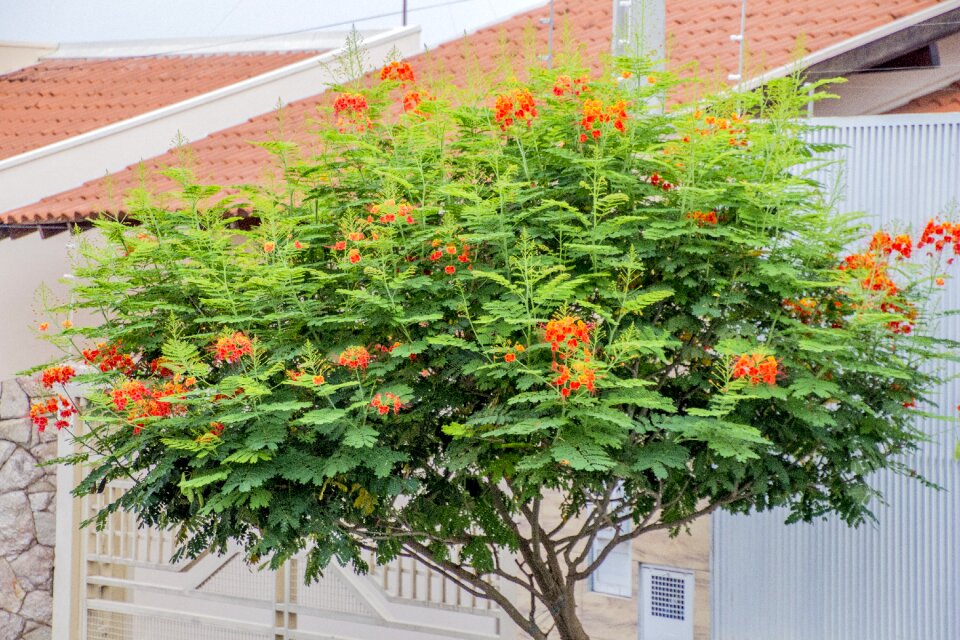 Nature plant leaves