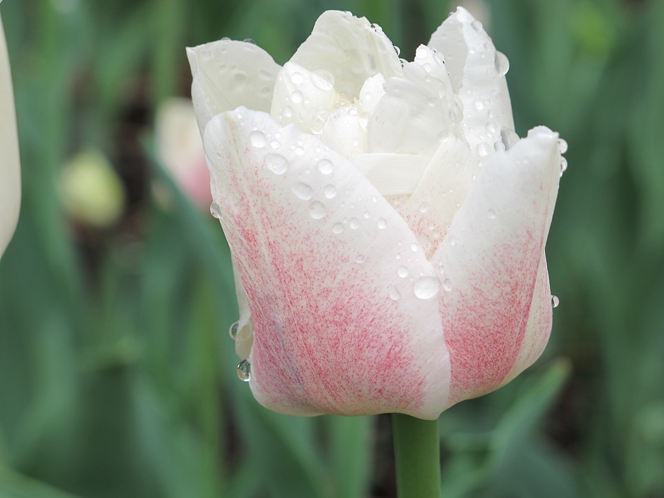 Nature garden flowers