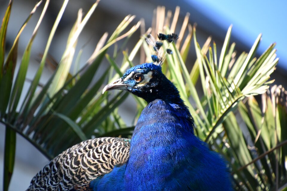 Pen colorful plumage