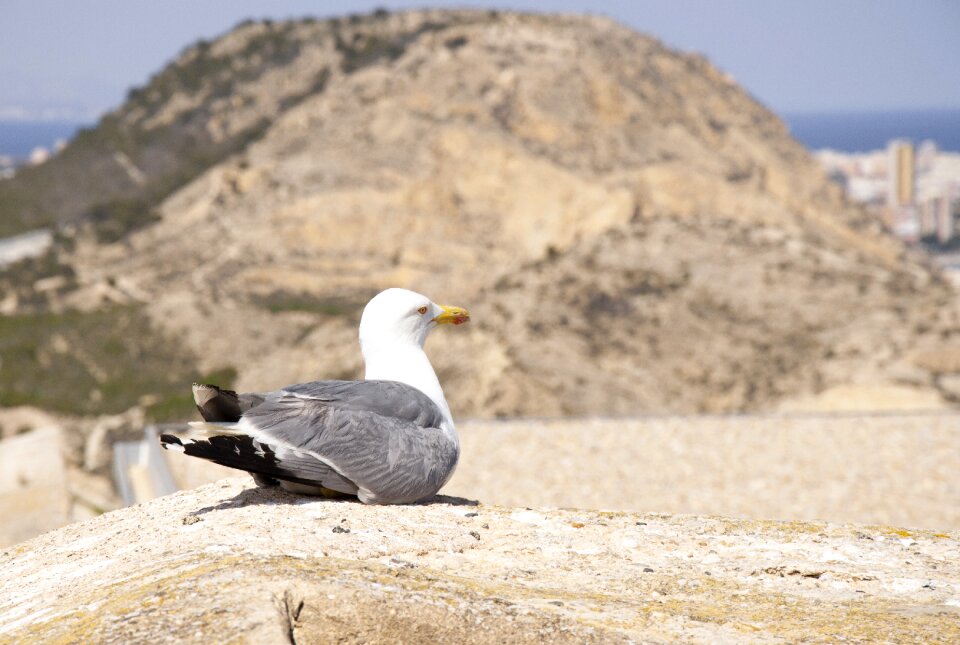 Summer sea sea birds